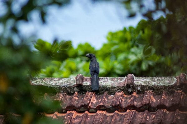 Nettoyage de toiture dans les landes : votre guide